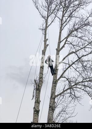 Klettergärtner mit Säge auf hohem Baum, geringer Blickwinkel Stockfoto