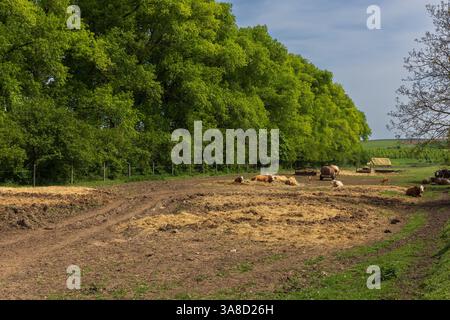 Eine Farm, auf der Kühe und ein Stier mit Kalb frei sind. Stockfoto