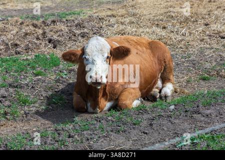 Eine Farm, auf der Kühe und ein Stier mit Kalb frei sind. Stockfoto