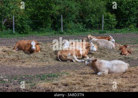 Eine Farm, auf der Kühe und ein Stier mit Kalb frei sind. Stockfoto