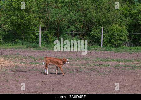 Eine Farm, auf der Kühe und ein Stier mit Kalb frei sind. Stockfoto