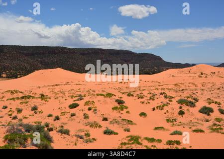 Coral Pink Sand Dunes State Park Kanab Utah Stockfoto