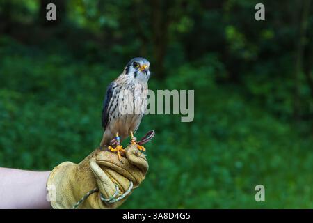 Wunderschöner kleiner Raubtier Sparrowhawk - Falco Sparverius, geführt von einem Falkner Stockfoto