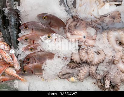 Pandora-Fische pagellus erythrinus und Oktopus, die im Eis auf dem Fischhändler-Theken ausgesetzt sind Stockfoto