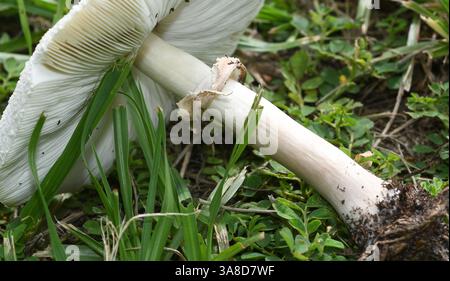 Weiße bis bräunliche Oberfläche mit braunen Skalen. Am bedeutendsten ist der grüne Abguss (Sporen) zu den dicht gepackten Kiemen. Ring mit Änderung der Stielfarbe fr Stockfoto
