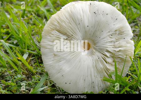 Weiße bis bräunliche Oberfläche mit braunen Skalen. Am bedeutendsten ist der grüne Abguss (Sporen) zu den dicht gepackten Kiemen. Ring mit Änderung der Stielfarbe fr Stockfoto