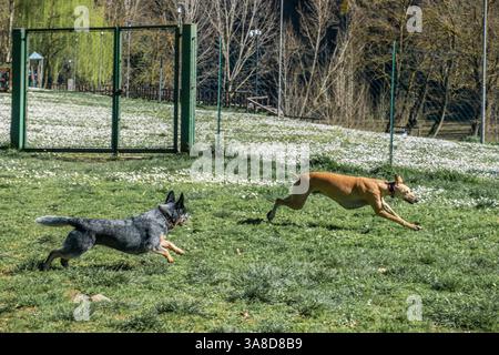 Ivo, der spanische windhund galgo, und Bunji, der australische Rinderhund Blue heeler, spielen auf einer Wiese Stockfoto