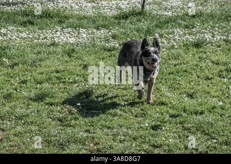 Bunji, der australische Rinderhund Blue heeler, der auf einer Wiese spielt Stockfoto