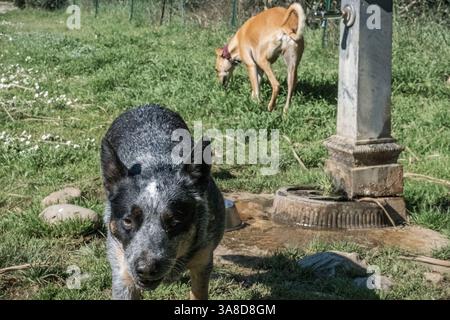 Ivo, der spanische windhund galgo, und Bunji, der australische Rinderhund Blue heeler, spielen auf einer Wiese Stockfoto