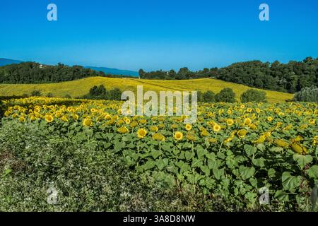 Sonnenblumenfeld in der Toskana, Italien Stockfoto