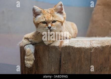 Die arabische Wüstenkatze liegt und ruht auf einem Baumstamm Stockfoto