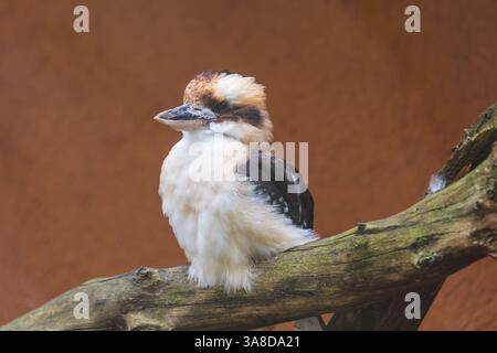 Riesenvogel – Dacelo novaeguineae – ein großer Vogel der Familie der eisvogel sitzt auf einem Ast. Stockfoto