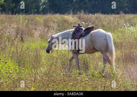 Schönes weißes Pferd auf der Weide. Das Pferd hat einen Halfter. Stockfoto