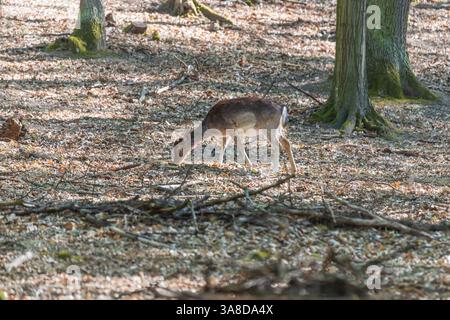 Damhirsch - Dama dama weidet in einem Laubwald. Wild-Foto. Stockfoto