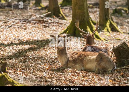 Damhirschen - Dama dama liegt auf dem Boden in den Blättern zwischen den Bäumen. Stockfoto
