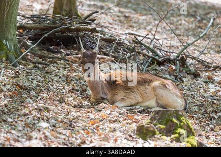Damhirschen - Dama dama liegt auf dem Boden in den Blättern zwischen den Bäumen. Stockfoto