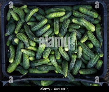 Nahaufnahme einer großen Anzahl frischer grüner Gurken Stockfoto