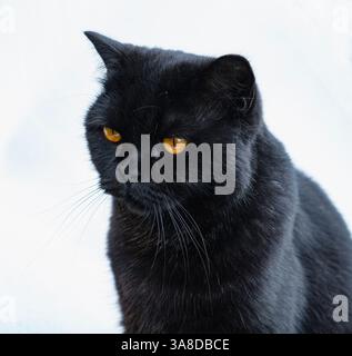 Nahaufnahme einer schwarzen britischen Kurzhaarkatze mit orangen Augen isoliert auf weißem Hintergrund Stockfoto