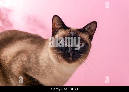Siamkatze mit blauen Augen auf rosa Hintergrund. Nahaufnahme. Stockfoto