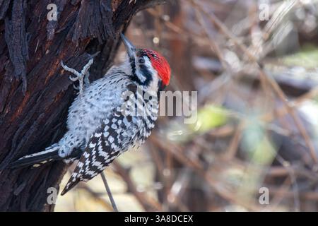 Spechte mit Leiterrücken (Dryobates scalaris) Stockfoto