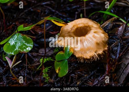 Bellybutton Hedgehog, Hydnum umbilicatum, im Jedediah Smith Redwoods State Park, Redwood National Park, Kalifornien, USA Stockfoto