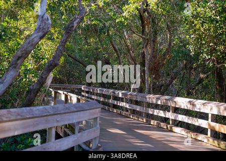 Eine malerische Holzpromenade schlängelt sich durch üppige Mangrovenwälder und führt zum amerikanischen Golf. Ein beschaulicher Naturpfad, ideal für Öko-Tourismus, Wanderungen Stockfoto