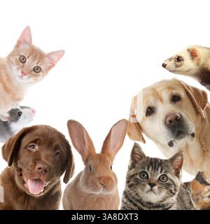 Kaninchen und andere Tiere, die in die Kamera auf weißem Hintergrund schauen Stockfoto