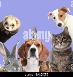 Kaninchen und andere Tiere, die auf Fliederhintergrund in die Kamera schauen Stockfoto