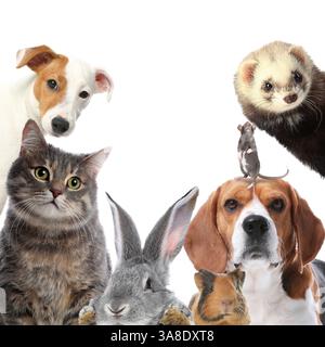 Kaninchen und andere Tiere, die in die Kamera auf weißem Hintergrund schauen Stockfoto