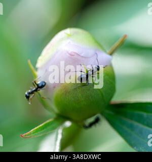 Ameise auf Pfingstrose oder Pfingstrose. Die Pfingstrose oder Pfingstrose ist jede blühende Pflanze der Gattung Paeonia, der einzigen Gattung der Familie Paeoniaceae. Pfingstrosen sind indirekt Stockfoto