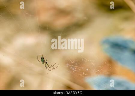 Eine Obstspinne hängt an einer Linie ihres Netzes, die von der Mittagssonne beleuchtet wird, in einem Garten in der Nähe der Stadt Villa de Leyva in Zentral-Kolumbien. Stockfoto