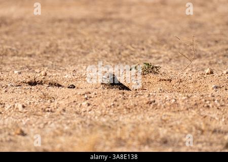 Eine Grabeize (Athene cunicularia) spioniert den Fotografen aus und beobachtet ihn auf einem Feld in Arizona Stockfoto