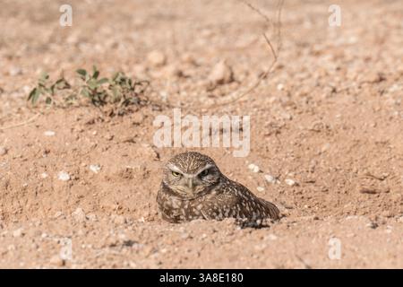 Eine Grabeize (Athene cunicularia) spioniert den Fotografen aus und beobachtet ihn auf einem Feld in Arizona Stockfoto