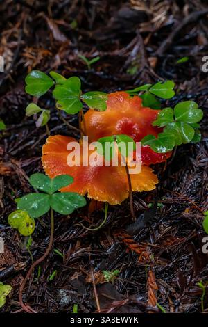 Crimson Waxcap, Hygrocybe punicea, mit Redwood Sorrel am Stout Memorial Grove Trail im Jedediah Smith Redwoods State Park, Redwood National Park, Stockfoto