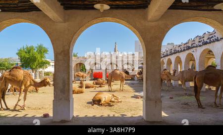 Doha, Katar - 14. Januar 2024, Panoramastabelle für Kamele, die auf dem Sand weiden, in einem Bogensteinkoppel im Souq Waqif-Gebiet, in der Nähe der Qatari Royal Emir St. Stockfoto
