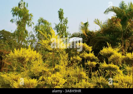Australian Tea Trees, Phrae, Thailand Stockfoto