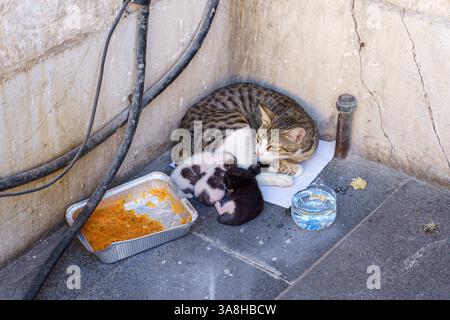 Eine Nahaufnahme der Familie von bunten streunenden Katzen, einer Mutter und kleinen Kätzchen, die tagsüber auf einem Boden liegen, Doha, Katar Stockfoto