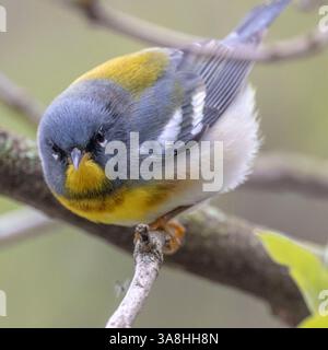 (Ottawa, Kanada---30. April 2024) Northern Parula am Rideau River in der Nähe der Billings Bridge. Stockfoto