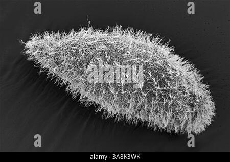 Paramecium protozoan. Schwarz-weiß-Rasterelektronenmikrograph (REM) eines Paramecium ciliate Protozoen. Paramecium-Arten sind einzelluläre Flimmerprotozoen, die häufig als Vertreter der Ciliatgruppe Ciliophora untersucht werden. Sie sind in aquatischen Umgebungen weit verbreitet, einschließlich Süßwasser, Brackwasser und Meeresumwelt. Sie sind häufig in stagnierenden Becken und Teichen vorhanden. Einige Arten werden im Labor leicht kultiviert und werden daher in Klassenzimmern und Labors häufig zur Untersuchung einzelliger biologischer Prozesse eingesetzt. Vergrößerung: 600 x bei Druck mit einer Breite von 10 cm. Stockfoto