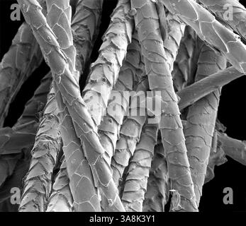 Katzenhaar, Schwarzweiß-Rasterelektronenmikrograph (REM). Die Außenseite des Haares, die Kutikula, ist mit überlappenden Schuppen von toten Zellen bedeckt, die das Protein Keratin enthalten. Das Haar kommt ausschließlich bei Säugetieren vor und ist eines ihrer charakteristischen Eigenschaften. Dieses Haar stammt aus der Rasse British Blue (British Shorthair) der Hauskatze (Felis silvestris catus). Das Haar bei Katzen dient als Isolierung und kann erhöht werden, wenn es angedroht wird, ein größeres Aussehen zu verleihen. Katzenhaare sind eine häufige Ursache für Allergien beim Menschen. Vergrößerung: X265 bei Druck von 10 Zentimetern Breite. Stockfoto