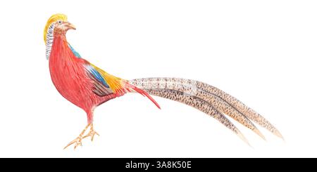 Goldene Fasan Aquarellillustration isoliert auf weiß. Hochwertige, handgezeichnete ClipArt Skizzenstil perfekt für Karten, Poster, Aufkleber, Bücher Stockfoto
