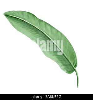 Bananenpalmblatt Aquarellillustration isoliert auf weißem Hintergrund. Handgezeichneter Regenwald Natur Clipart, Designelement perfekt für Karten und Poster Stockfoto