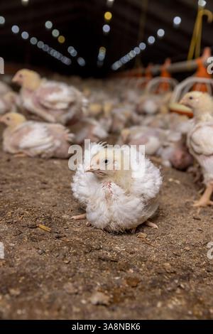Hühner während der Umstellung auf Gefieder Nahaufnahme, ein Geflügelhaltungsbetrieb, in dem Fleischrassen von Masthühnern für industrielle Fleischprodukte angebaut werden Stockfoto