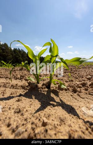 Grüner Mais auf einem Feld, süßer Mais in der Nähe des Waldes in Osteuropa Stockfoto