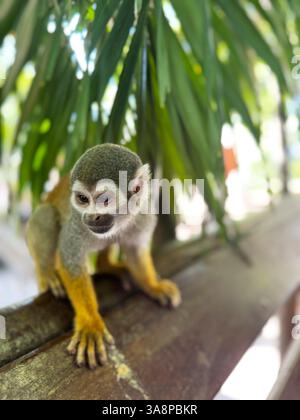 Ein neugieriger Eichhörnchenaffe mit leuchtend orangen Gliedmaßen und weichem grauem Fell balanciert auf einer Holzschiene unter Palmblättern in einem tropischen Waldgehege und blickt aufmerksam nach vorne Stockfoto