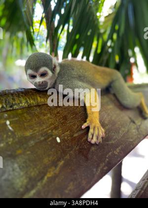 Ein entspannter Eichhörnchenaffe liegt flach auf einem Holzbalken mit hängendem Arm unter Palmblättern in einer warmen, tropischen Umgebung. Sein Ausdruck erscheint ruhig und zufrieden. Stockfoto