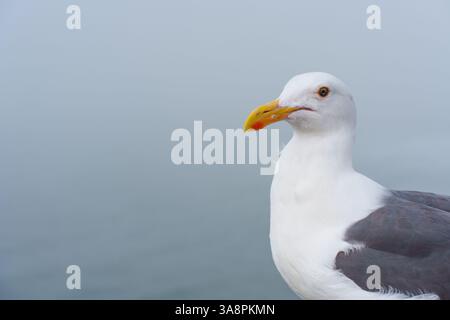 Nahaufnahme einer Möwe mit nebeliger Meereskulisse mit detaillierten Details und einem lebendigen Schnabel bei weichem Licht. Stockfoto