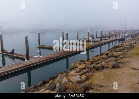 Oceanside, Kalifornien - 3. Januar 2025: Ruhiger, nebeliger Morgen im Oceanside Harbor mit einem hölzernen Dock gesäumt von Booten und verspielten Seelöwen Stockfoto
