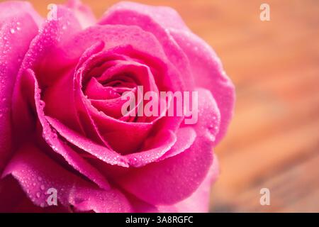 Sanft rosa Rosenknospen mit Wassertropfen aus nächster Nähe. Makroblumenkister, Staubblätter, Blütenblätter. Mit Blumenmotiv. Aromatische Teerose für die kosmetische Herstellung. Stockfoto