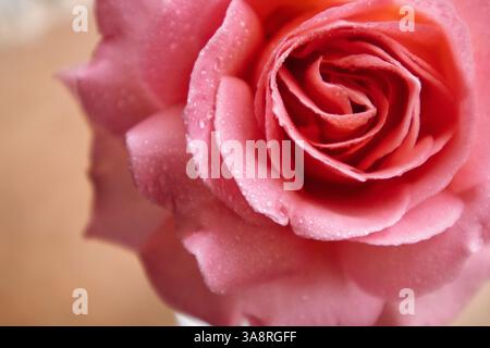 Sanft rosa Rosenknospen mit Wassertropfen aus nächster Nähe. Makroblumenkister, Staubblätter, Blütenblätter. Mit Blumenmotiv. Aromatische Teerose für die kosmetische Herstellung. Stockfoto